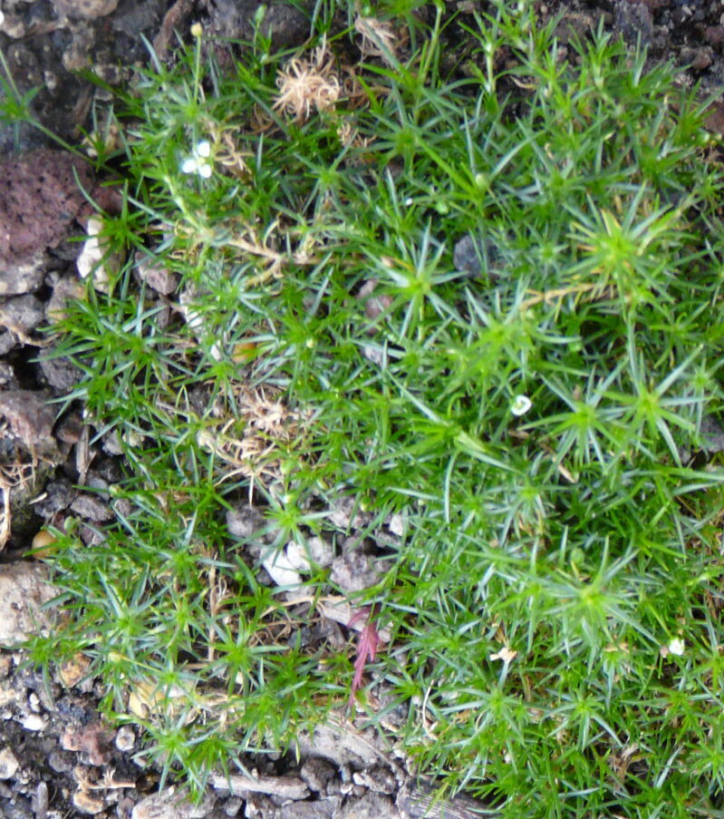 Dachsubstrat Eruptivgestein